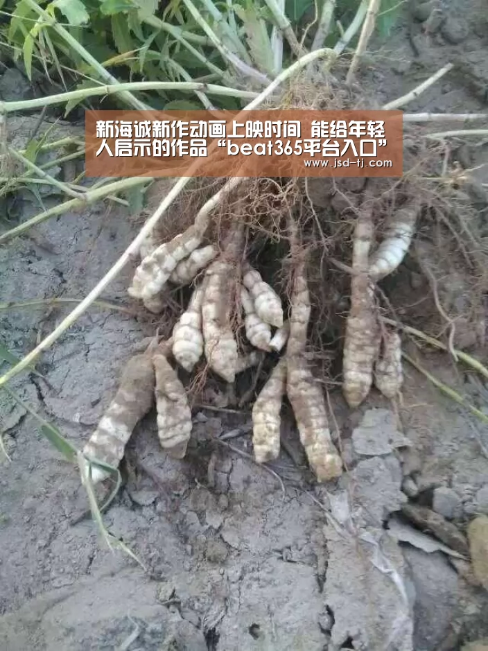 新海诚新作动画上映时间 能给年轻人启示的作品“beat365平台入口”(图2)